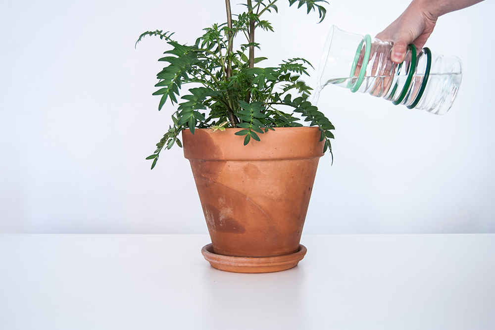 Life Measured Pitcher